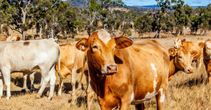 澳大利亚保险公司宣布对牛肉出口供应链进行区块链试验